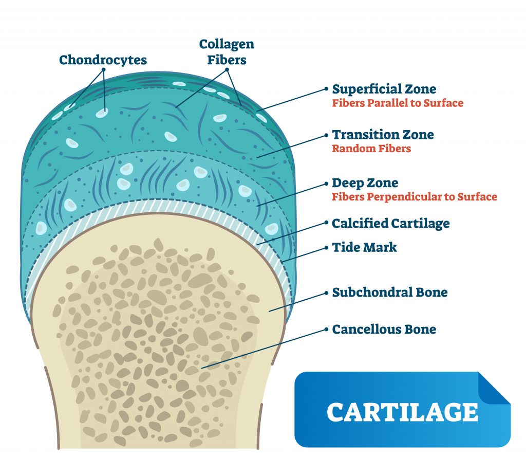 Cartilage cap on the end of a bone.